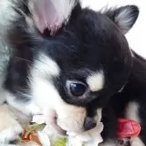 チワワ(ロング)