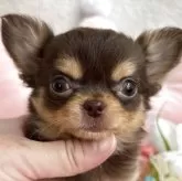 チワワ(ロング)