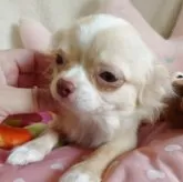 チワワ(ロング)