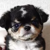 チワワ(ロング)