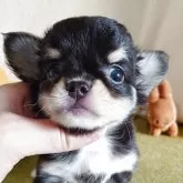 チワワ(ロング)