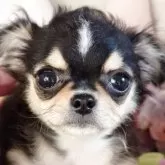 チワワ(ロング)