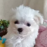 マルチーズ