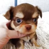 チワワ(ロング)