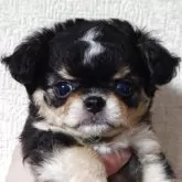 チワワ(ロング)