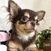 チワワ(ロング)