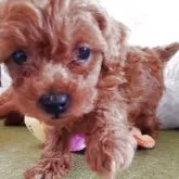 タイニープードル