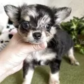 チワワ(ロング)【滋賀県・男の子・2025年7月20日・ブルーマール】の写真9