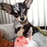 チワワ(ロング)【滋賀県・男の子・2025年7月20日・ブルーマール】の写真7