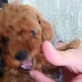 タイニープードル【滋賀県・男の子・2025年10月31日・レッドフォーン】の写真9