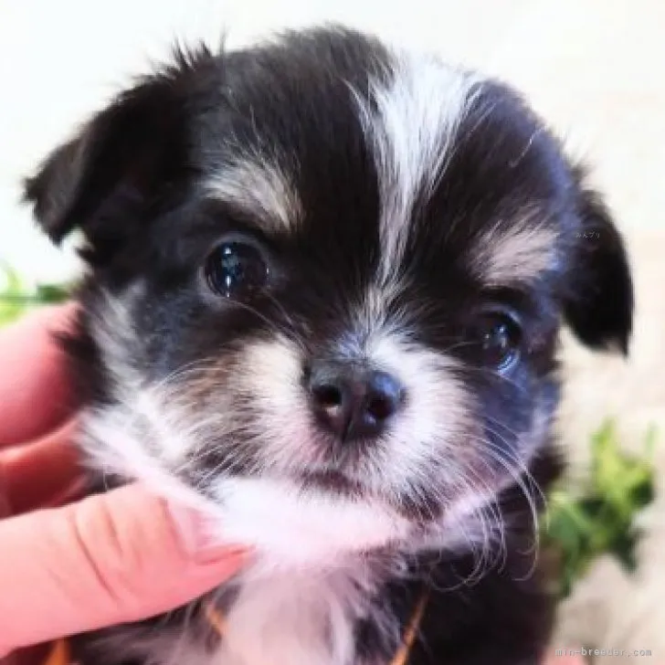 ID：2310-05331の子犬