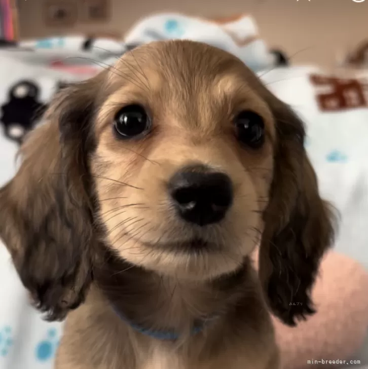 ID：2404-04939の子犬