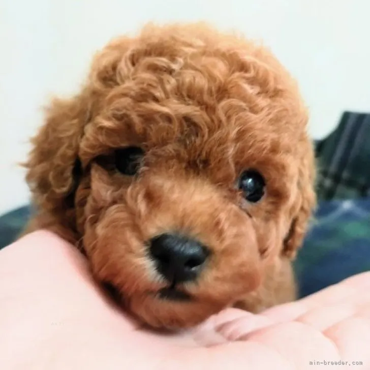 ID:2311-00153の子犬