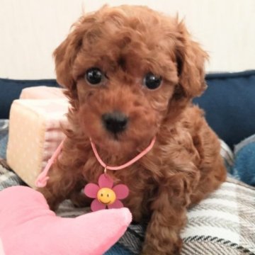 トイプードル(トイ)【滋賀県・女の子・2023年5月20日・レッド】の写真「濃い色のプードルちゃん」