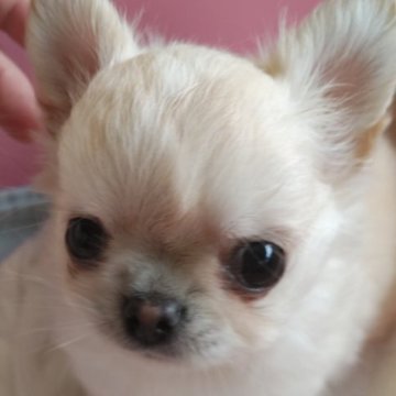 チワワ(ロング)【滋賀県・男の子・2023年5月14日・クリーム】の写真「もふもふ　ふわふわ🐾」
