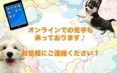 ポメプー(ポメラニアン×トイプードル)【栃木県・女の子・2025年6月3日・オレンジセーブル】の写真12「ご家族でご来店が難しい方や営業時間内で会いに来られない方には特にオンライン見学がおすすめ🌟」