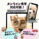トイプードル(トイ)【栃木県・女の子・2025年9月23日・レッド】の写真8「【オンライン見学対応◎】ご遠方の方やお仕事の合間でも！スマホやパソコンで気軽に“会える”🐶」