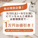 トイプードル(トイ)【栃木県・女の子・2025年5月27日・レッド】の写真14「秋の特別企画！9/20(土)～23(祝)の期間にワンちゃんご成約のお客様限定で1万円引き特別値引き！」