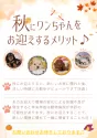 チワックス(チワワ×ダックスフンド)【栃木県・女の子・2025年7月2日・ブラックタン】の写真14「秋口にワンちゃんをお迎えするとお散歩デビューは涼しい時期で快適。他にもメリットがありお迎えに最適🍂」