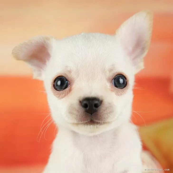 ID：2501-02148の子犬