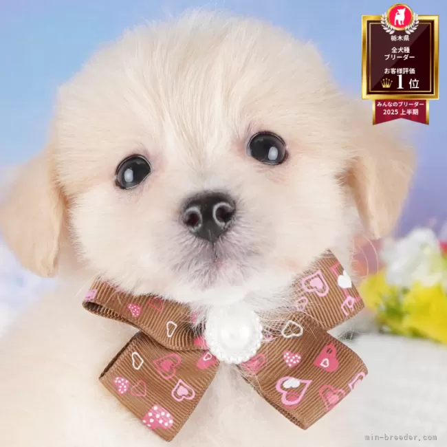 ID：2505-07405の子犬