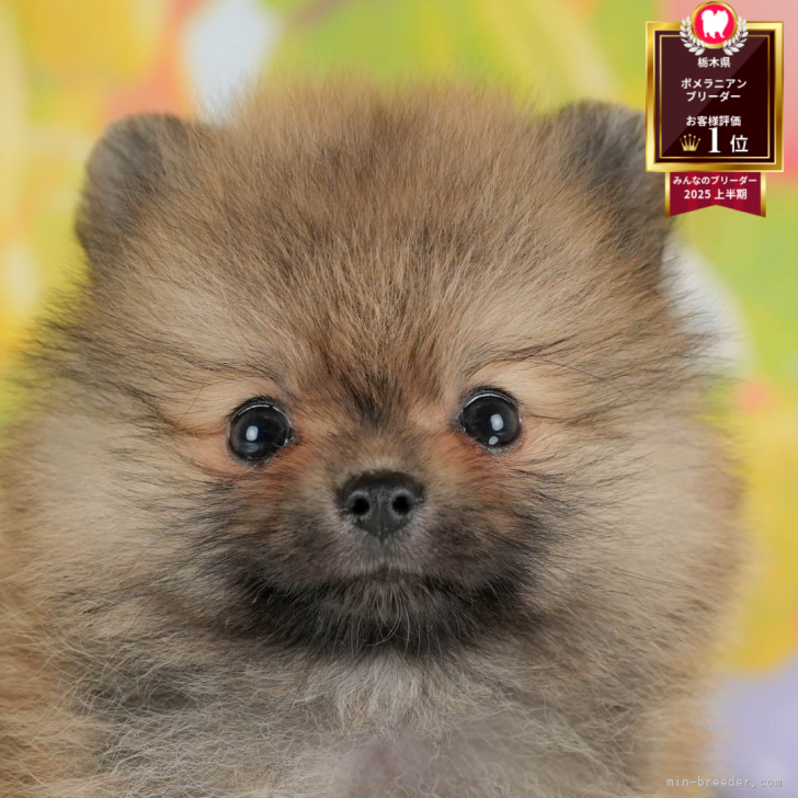 ブリーダー画像