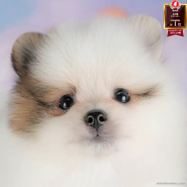 Y.K 様のお迎えした子犬