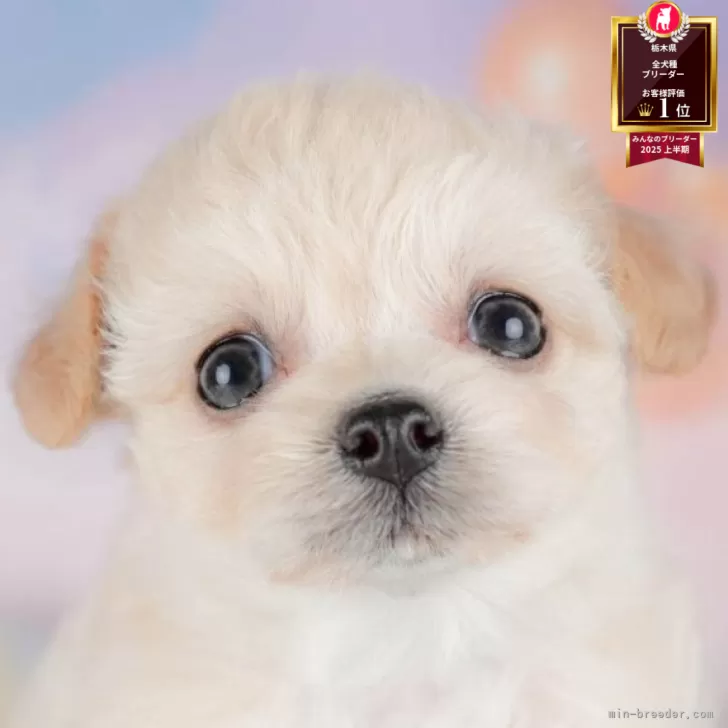 ID:2508-01694の子犬