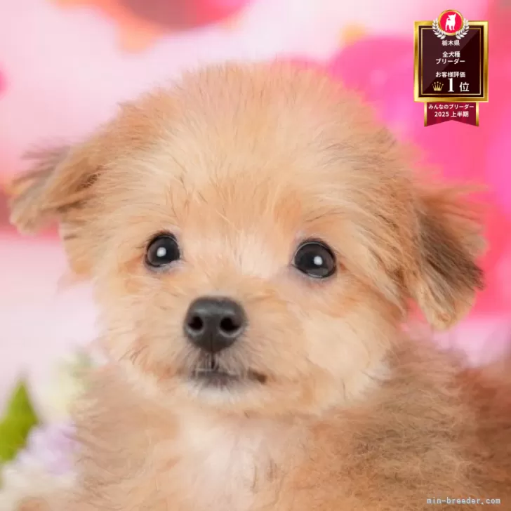 銀次郎 様のお迎えした子犬