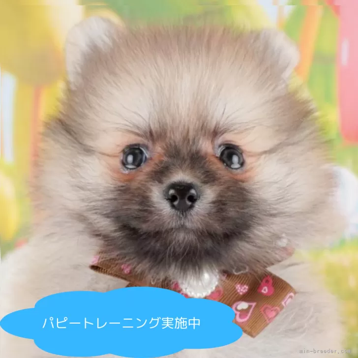 ID：2504-02249の子犬