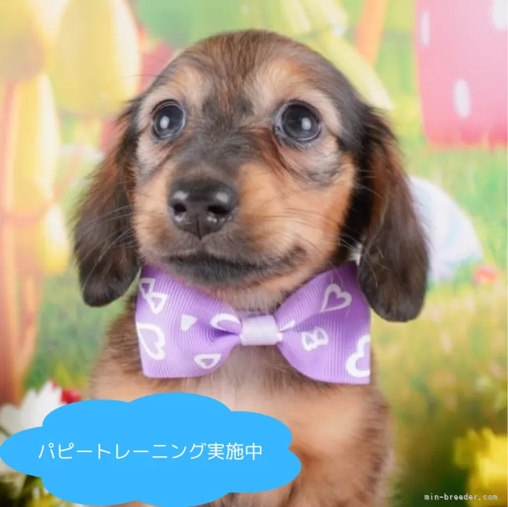 ID:2412-06509の子犬