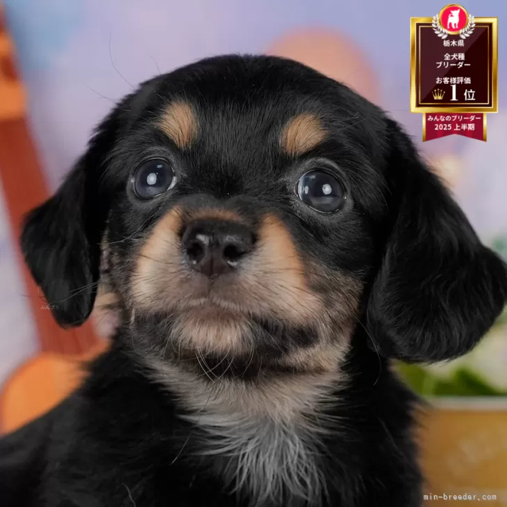 ID:2507-08915の子犬