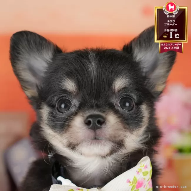 T.H 様のお迎えした子犬