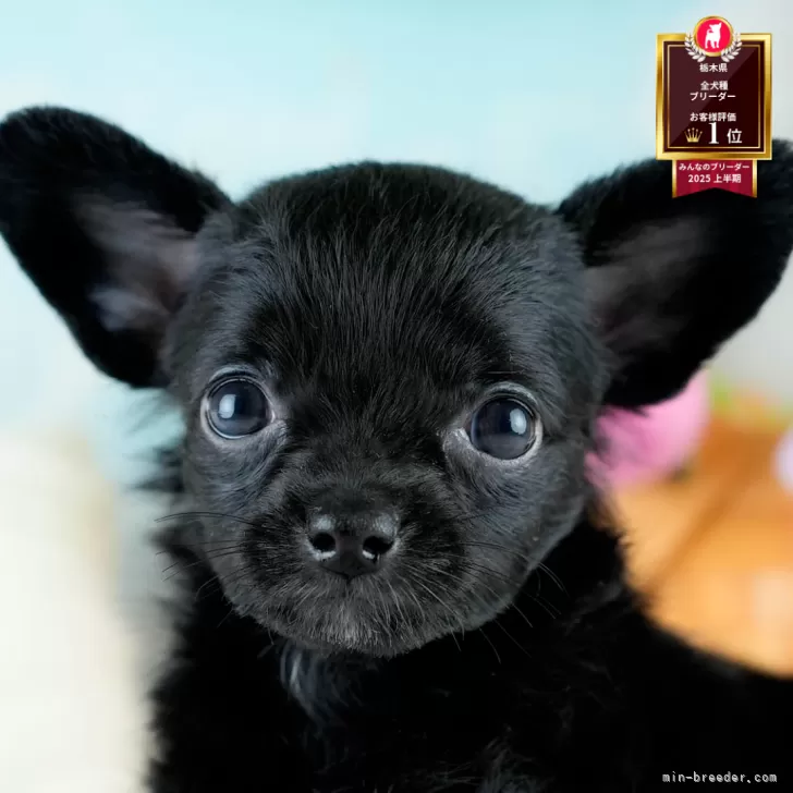 ID：2511-03520の子犬