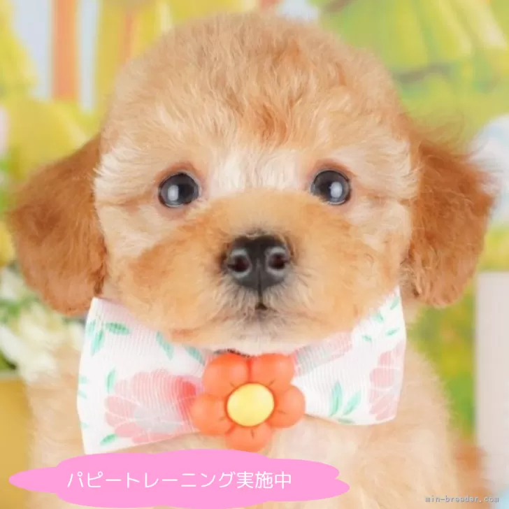 ID:2506-03699の子犬