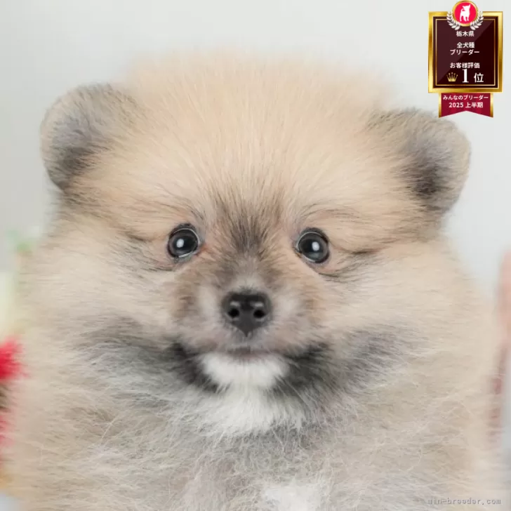 ID：2509-04803の子犬