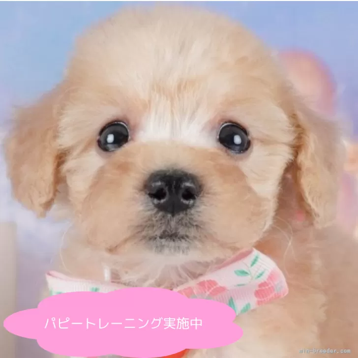 はな 様のお迎えした子犬