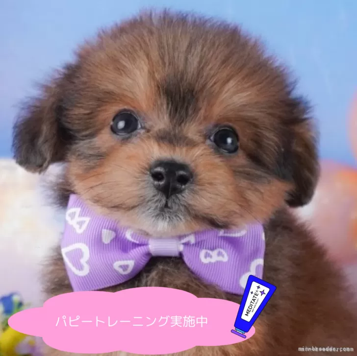 ID：2501-07670の子犬