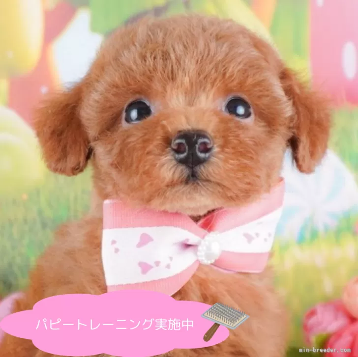 ID：2411-03614の子犬