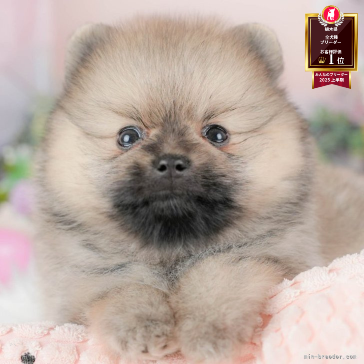 ブリーダー画像