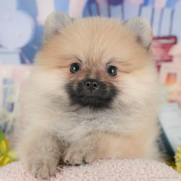 N.N 様のお迎えした子犬