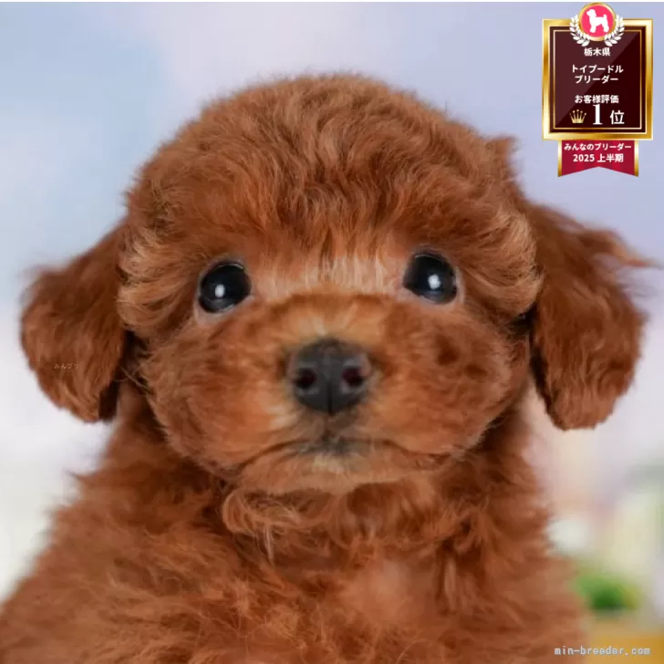 まいみ 様のお迎えした子犬