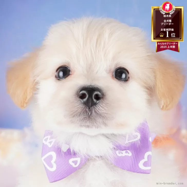 ID:2505-07406の子犬