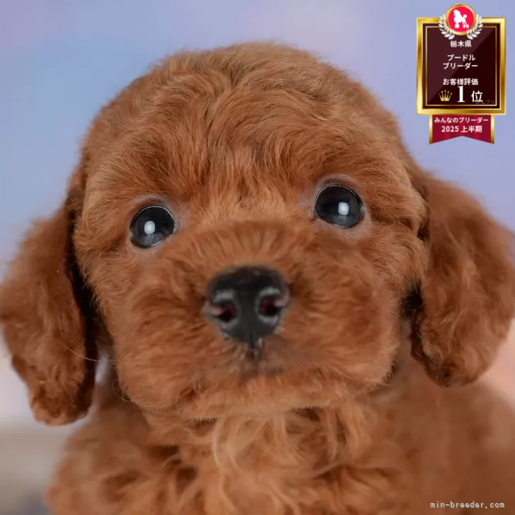 ID:2507-06808の子犬