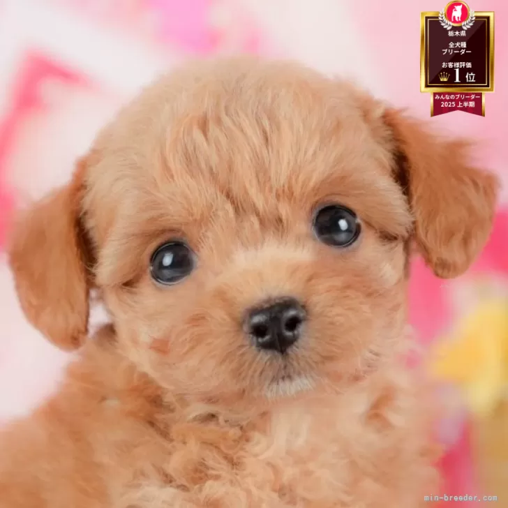 チワプー(チワワ×トイプードル)【栃木県・男の子・2025年8月15日・レッド】の写真1「全頭総額表示で安心 接種済ワクチン代・マイクロチップ代・健康診断込みの価格です!!😊」