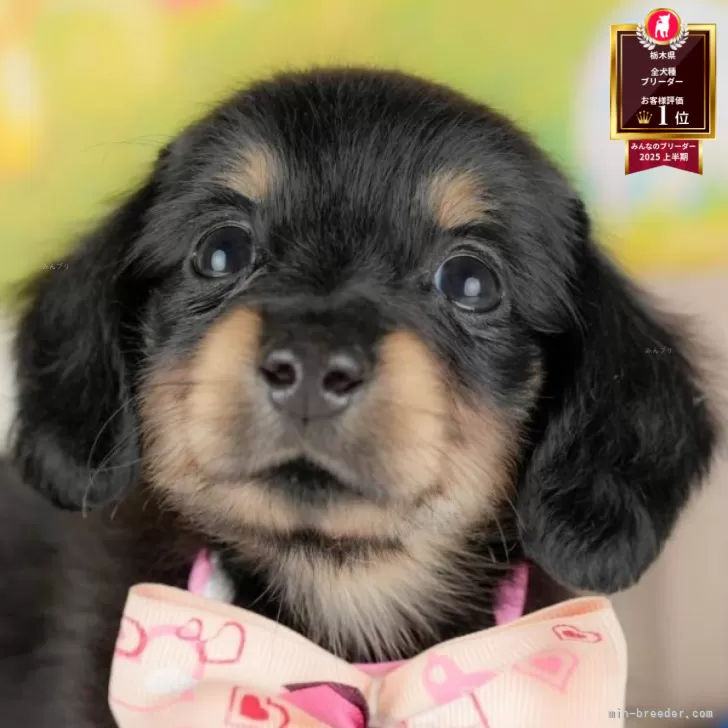 T.M 様のお迎えした子犬