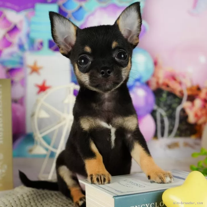 ID：2501-02136の子犬