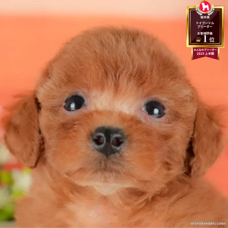 M.K 様のお迎えした子犬