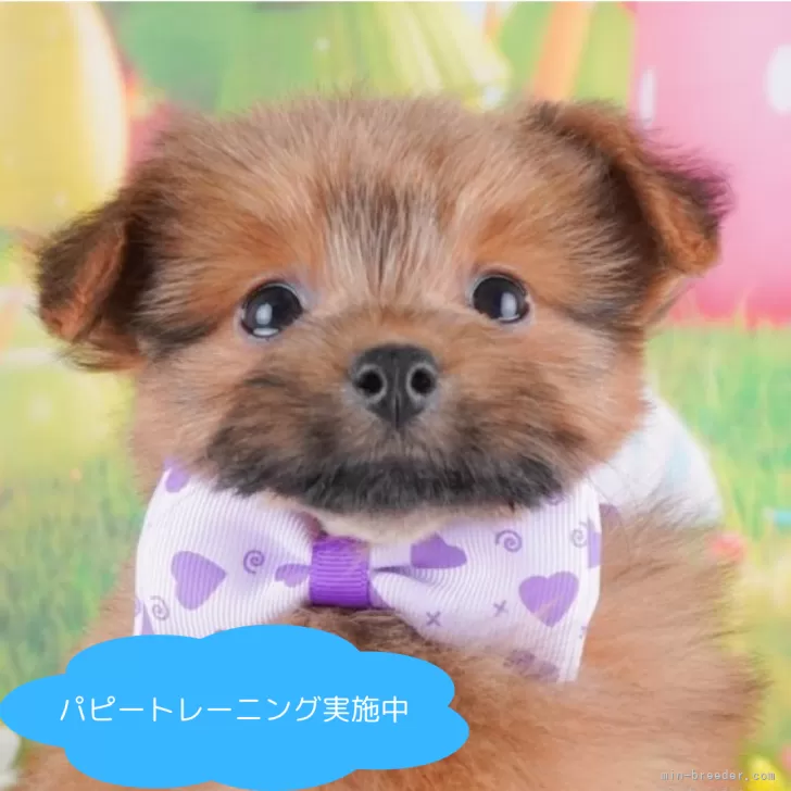 ID：2412-02709の子犬