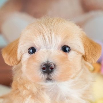 マルプー(マルチーズ×トイプードル)【栃木県・女の子・2025年9月29日・アプリコット】の写真「⛄《子犬の見学会》12月14日(日)開催🐶📣」